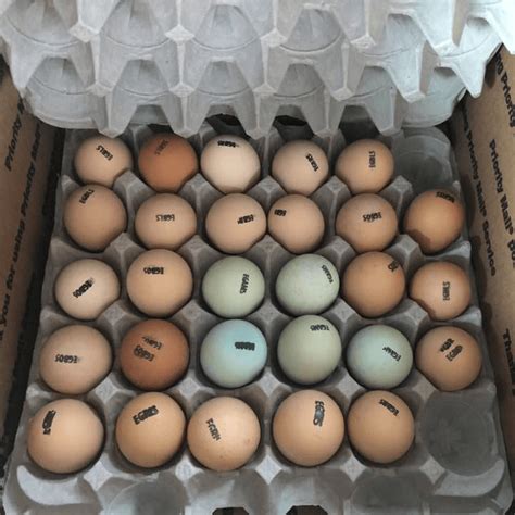 Chicken Hatching Eggs Breed Key – Meyer Hatchery