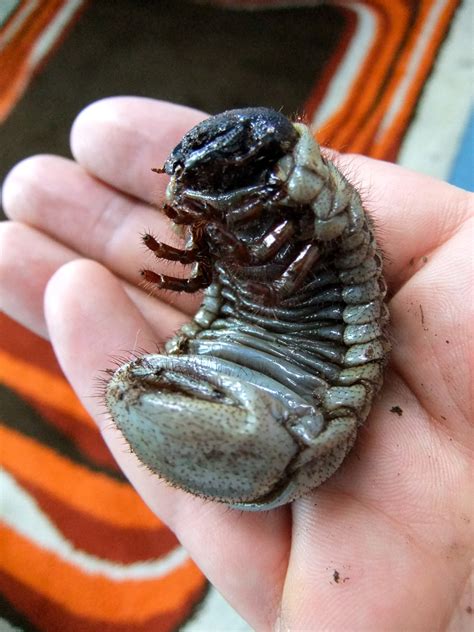 Rhino Beetle Larvae - For H.R Giger | Flickr - Photo Sharing!