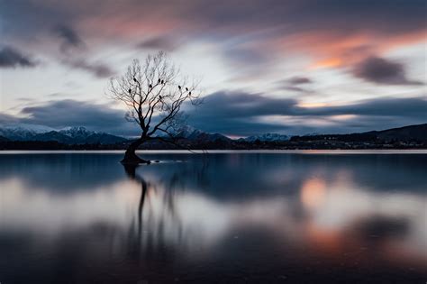 Landscape Photo Print - The Wanaka Tree - NZ - Scottvs. Photohgraphy