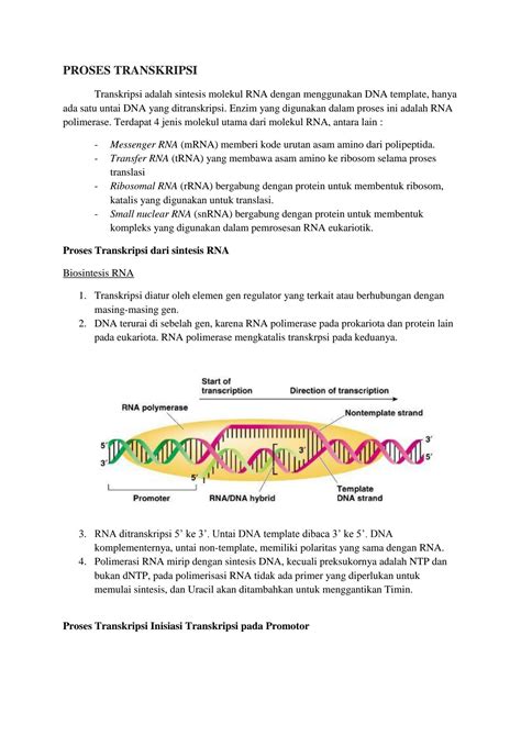 SOLUTION: Proses transkripsi DNA - Studypool