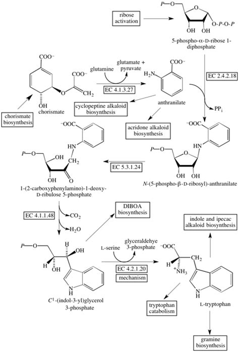 Tryptophan Biosynthesis