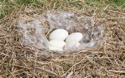 How Long Do Geese Eggs Take to Hatch? - LearnPoultry