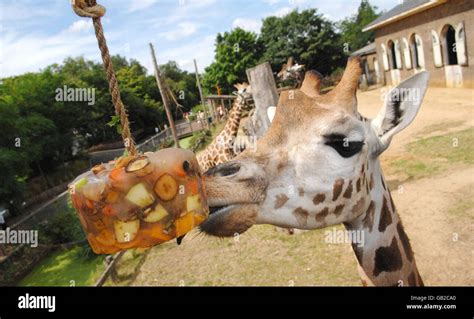 London Zoo animals Stock Photo - Alamy