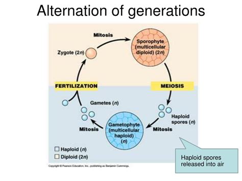 PPT - Moss Life Cycle PowerPoint Presentation, free download - ID:1431370