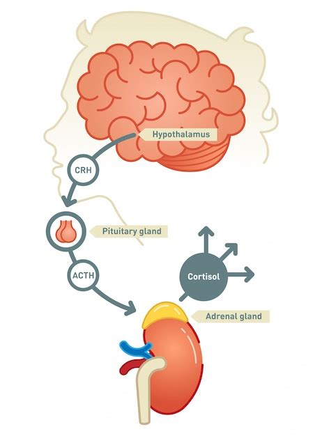 Premium Vector | Cortisol diagram illustration