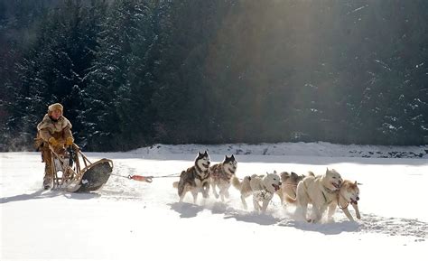 Why Do Iditarod Dogs Wear Booties