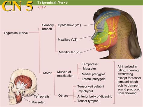 Cranial nerve examination