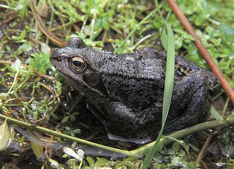 Murfs Wildlife : Black Frog and friends