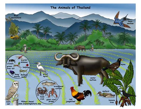 Thailand - Habitats, Animals and Activities