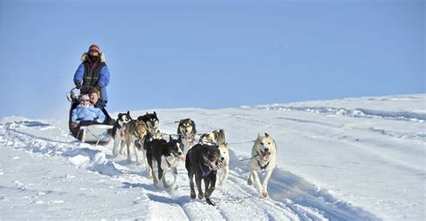 Dog Mushing | Explore Fairbanks, Alaska