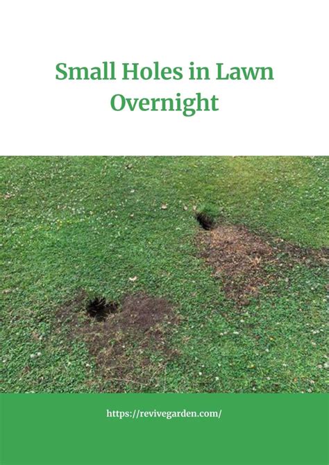 Small Holes in Lawn Overnight: Reasons and Solutions