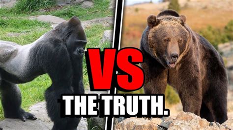 Gorilla VS Grizzly Bear - Who Would ACTUALLY Win? - YouTube