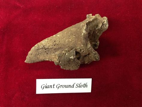 Giant Sloth Claw Fossil - Fossils & Artifacts for Sale | Paleo Enterprises