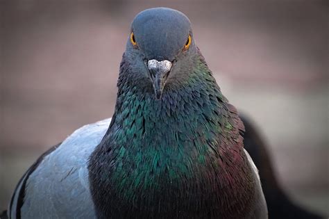 India captures pigeon on suspicion of spying for Pakistan