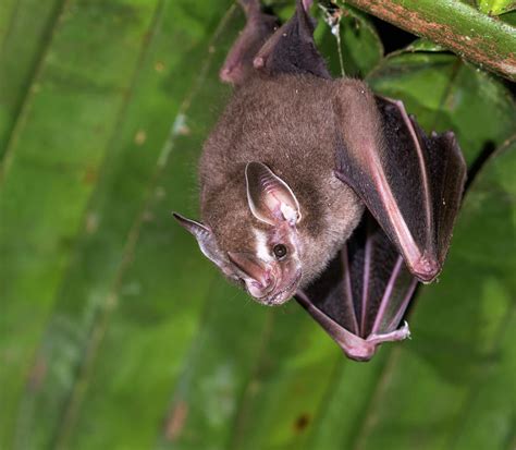 Pygmy Fruit-eating Bat Photograph by Ivan Kuzmin