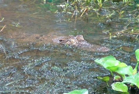 Buaya Muncul di Sungai Mahakam Samarinda, Warga Minta Pasang Papan Peringatan