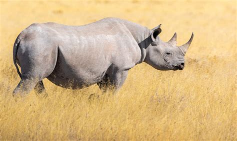 Black Rhinoceros - Endangered Species - Endangered Wonders