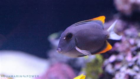 Tomini Tang Fish Care Guide: Appearance, Breeding & All 2024