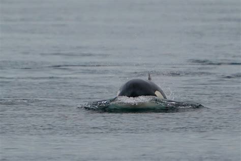 Orcas sink another yacht in Strait of Gibraltar