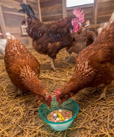 Two-thirds poultry farms in India use antibiotics for growth promotion