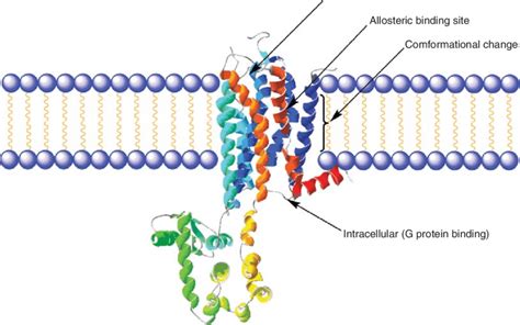 Crystal structure of adenosine A 2A receptor. | Download Scientific Diagram