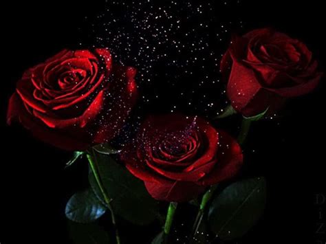 dark red roses - Google Search | Animated flowers, Beautiful rose ...