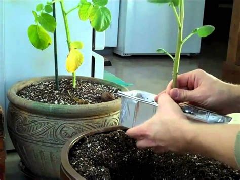 Guide to Growing Potatoes Indoors