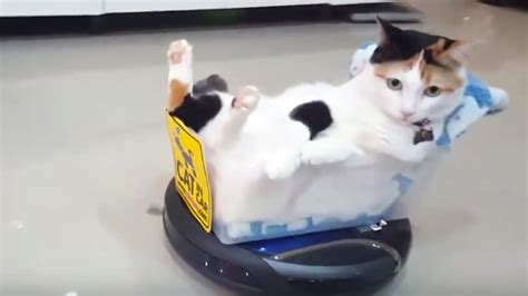 Cool Cat Rollin' On A Roomba | RTM - RightThisMinute