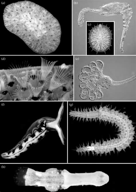 2 Examples of some spiralian taxa: (a), (b) Platyzoa; (c), (d), (h)... | Download Scientific Diagram