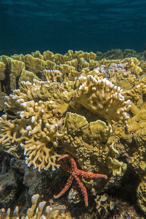 Photo 1. A shallow reef in the Gulf of Eilat/Aqaba, northern Red Sea,... | Download Scientific ...