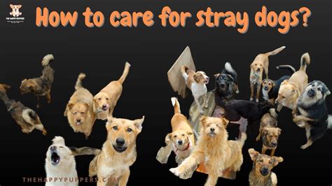 Stray dogs: how can you make a difference? - The Happy Puppers