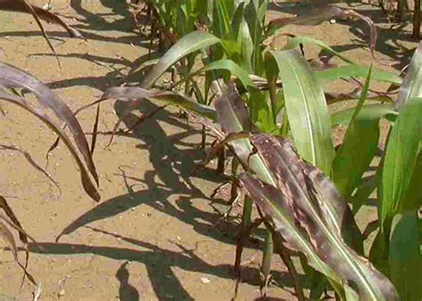 Guide to Phosphorus Deficiency in Corn - PowerAG