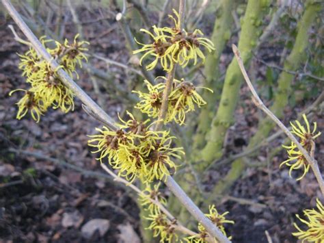 Hamamelis mollis - Kwekerij Het Groene Huis