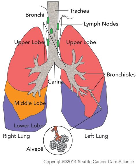 Sections of the Lungs | Seattle Cancer Care Alliance