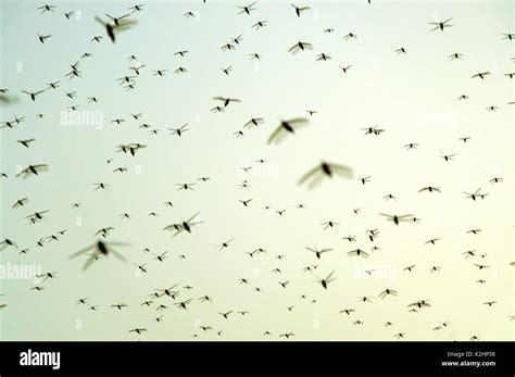 A swarm of locust plague (Schistocerca gregaria) in Nouakchott ...