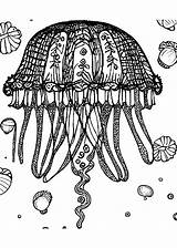 Jellyfish In The Ocean Coloring Page · Creative Fabrica sketch template