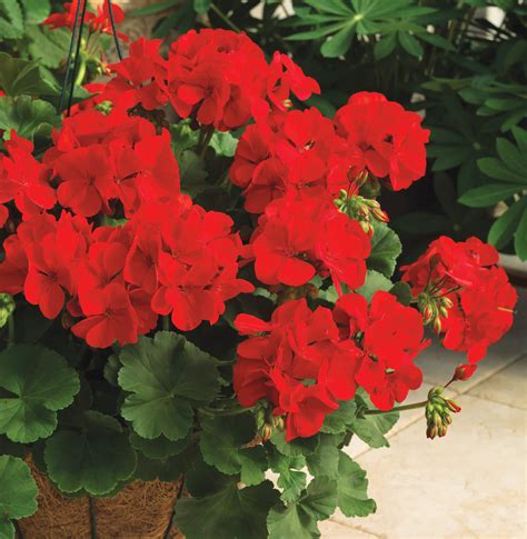 Geranium 'Big Red' 6'' Pot - Hello Hello Plants & Garden Supplies