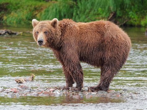 Unidad en la diversidad. Las subespecies de oso pardo.