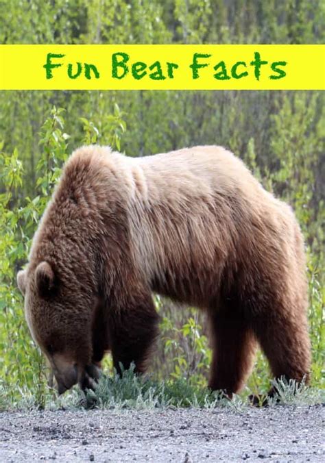 10 Fun Bear Facts - This Mama Loves