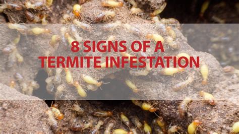 8 Signs of a Termite Infestation