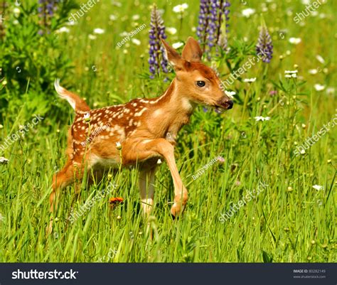 Whitetailed Deer Fawn Field Flowers Stock Photo 80282149 - Shutterstock