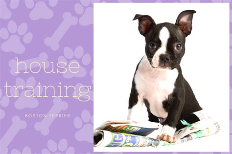 Boston Terrier House-Training - Beginner's Guide