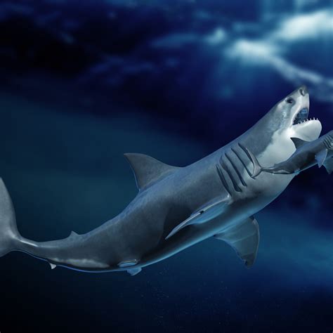 Megalodon Still Alive They Are