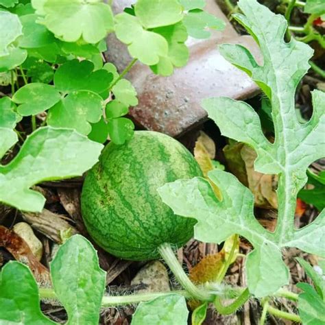 How to Grow Seedless Watermelon Seeds? - Plants Craze