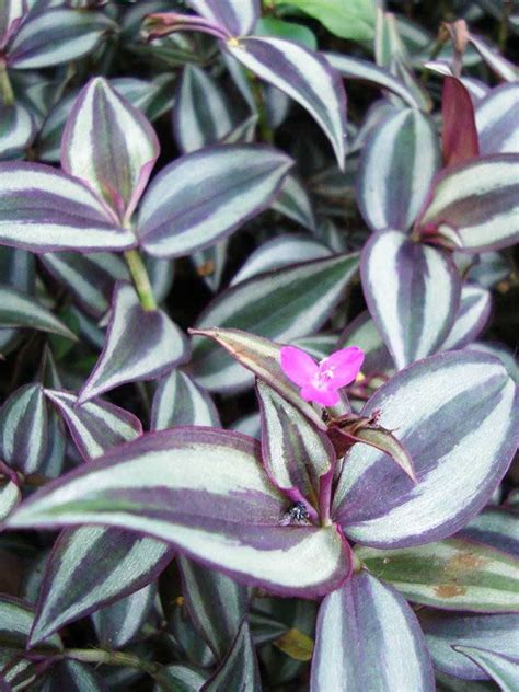 Tradescantia zebrina (Inch Plant) - World of Succulents