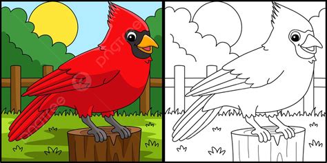 Cardinal Animal Coloring Page Colored Illustration Colour Color Page Vector, Car Drawing, Animal ...