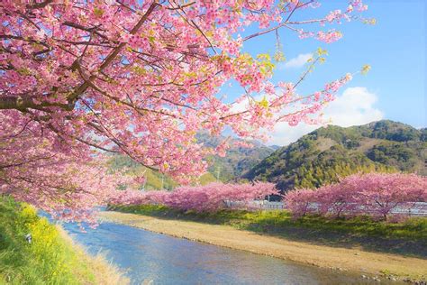 Kawazu Cherry Blossom Festival 2019 – Japan Travel Guide -JW Web Magazine