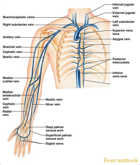 DNWalcker.Com | Laboratory Four | Interventional radiology, Medical anatomy, Human anatomy