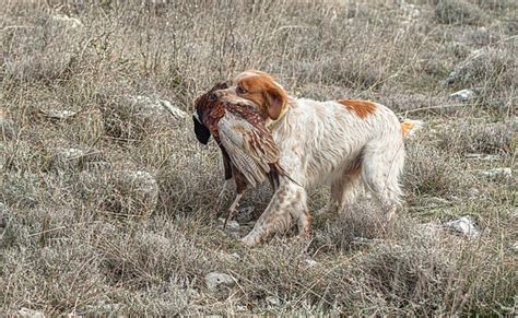 Dog Spaniel Hunting - Free photo on Pixabay - Pixabay