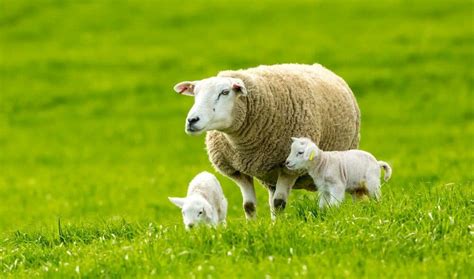 Texel Sheep ~ Everything You Need to Know - Rural Living Today